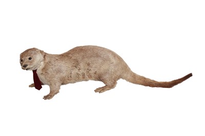 Lot 165 - TAXIDERMY: EUROPEAN OTTER (LUTRA LUTRA), EARLY 20TH CENTURY