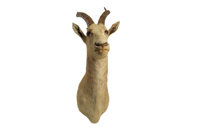 Lot 207 - TAXIDERMY: WHITE BLESBOK AFRICAN ANTELOPE (DAMALISCUS PYGARGUS PHILLIPSI), MID-LATE 20TH CENTURY