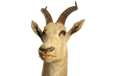 Lot 207 - TAXIDERMY: WHITE BLESBOK AFRICAN ANTELOPE (DAMALISCUS PYGARGUS PHILLIPSI), MID-LATE 20TH CENTURY