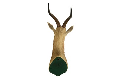 Lot 207 - TAXIDERMY: WHITE BLESBOK AFRICAN ANTELOPE (DAMALISCUS PYGARGUS PHILLIPSI), MID-LATE 20TH CENTURY