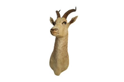 Lot 207 - TAXIDERMY: WHITE BLESBOK AFRICAN ANTELOPE (DAMALISCUS PYGARGUS PHILLIPSI), MID-LATE 20TH CENTURY