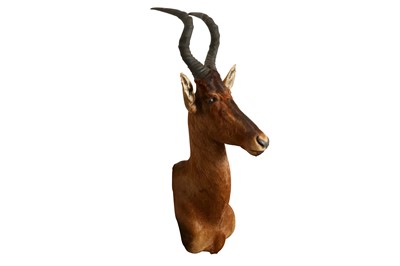Lot 208 - TAXIDERMY: RED HARTEBEEST AFRICAN ANTELOPE (ALCELAPHUS BUSELAPHUS CAAMA), MID-LATE 20TH CENTURY
