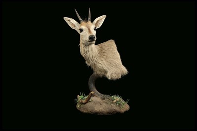 Lot 209 - TAXIDERMY: COMMON DUIKER AFRICAN ANTELOPE (SYLVICAPRA GRIMMIA), MODERN