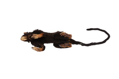 Lot 162 - TAXIDERMY: GOLDEN-HANDED TAMARIN MONKEY (SAGUINUS MIDAS), EARLY 20TH CENTURY