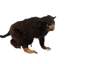 Lot 162 - TAXIDERMY: GOLDEN-HANDED TAMARIN MONKEY (SAGUINUS MIDAS), EARLY 20TH CENTURY