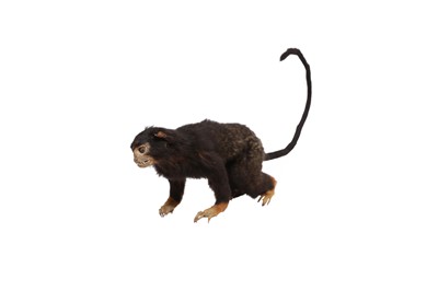 Lot 162 - TAXIDERMY: GOLDEN-HANDED TAMARIN MONKEY (SAGUINUS MIDAS), EARLY 20TH CENTURY