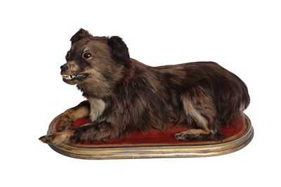 Lot 143 - TAXIDERMY: VICTORIAN DOMESTIC DOG ON GILT PLINTH, LATE 19TH CENTURY