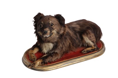 Lot 143 - TAXIDERMY: VICTORIAN DOMESTIC DOG ON GILT PLINTH, LATE 19TH CENTURY