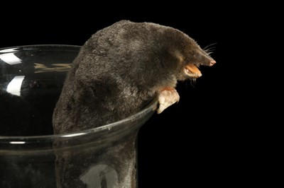 Lot 161 - TAXIDERMY: ‘THE GREAT ESCAPE’, A PAIR OF EUROPEAN MOLES (TALPA EUROPAEA)