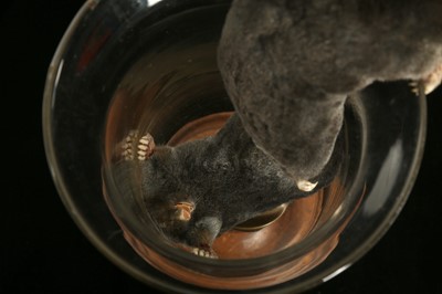 Lot 161 - TAXIDERMY: ‘THE GREAT ESCAPE’, A PAIR OF EUROPEAN MOLES (TALPA EUROPAEA)