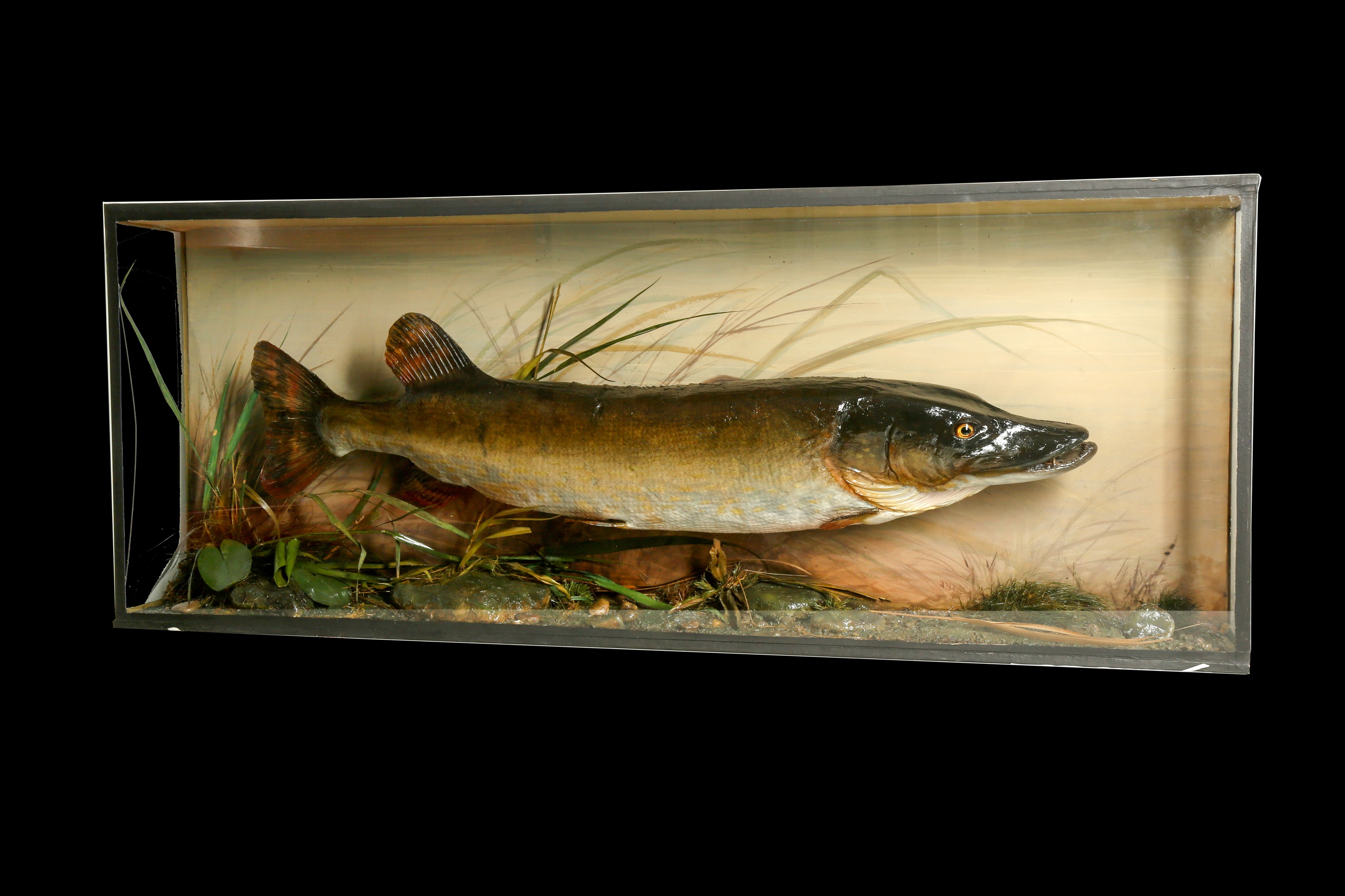 Lot 223 - TAXIDERMY: CASED NORTHERN PIKE (ESOX LUCIUS)