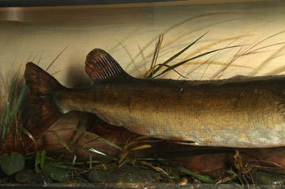 Lot 223 - TAXIDERMY: CASED NORTHERN PIKE (ESOX LUCIUS), BY PETER SPICER & SONS, CIRCA 1930