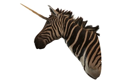 Lot 4 - A TAXIDERMY SHOULDER MOUNT OF A STRIPED UNICORN