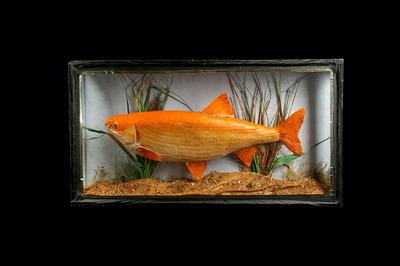 Lot 225 - TAXIDERMY: CASED GOLDEN ORFE FISH (LEUCISCUS IDUS), LATE 20TH CENTURY