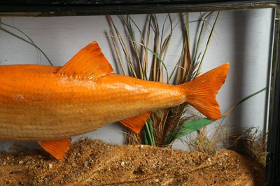 Lot 225 - TAXIDERMY: CASED GOLDEN ORFE FISH (LEUCISCUS IDUS), LATE 20TH CENTURY