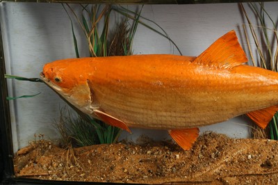 Lot 225 - TAXIDERMY: CASED GOLDEN ORFE FISH (LEUCISCUS IDUS), LATE 20TH CENTURY