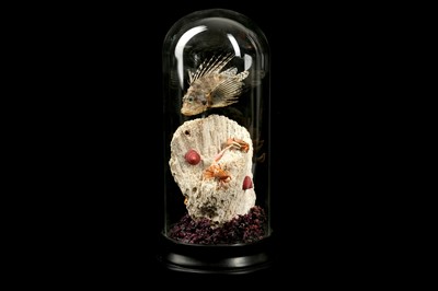 Lot 226 - TAXIDERMY: ‘UNDER THE SEA’ DOME DISPLAY, MODERN