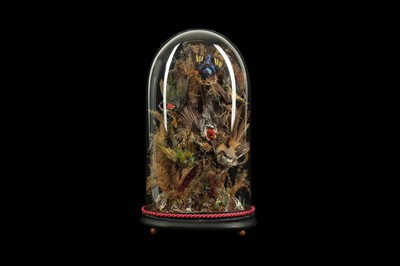 Lot 185 - TAXIDERMY: VICTORIAN DOME DISPLAY OF SOUTH AMERICAN BIRDS, LATE 19TH CENTURY