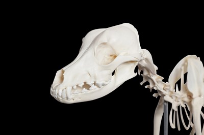 Lot 151 - TAXIDERMY / OSTEOLOGY: ARTICULATED DOMESTIC DOG (CANIS FAMILIARIS) SKELETON