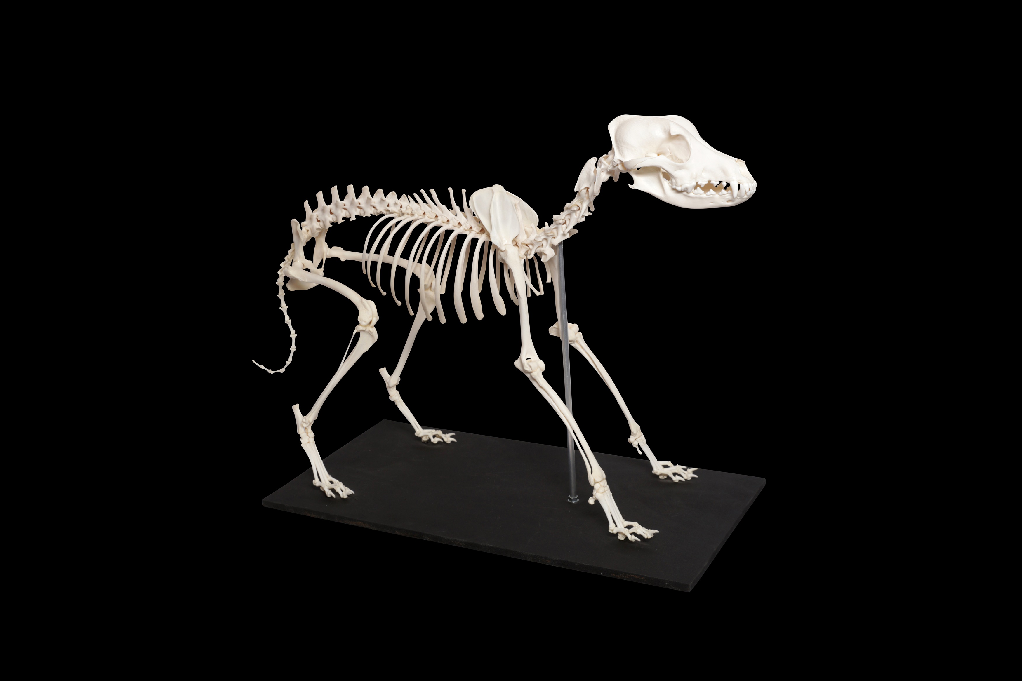 Small Dog Skeleton Model