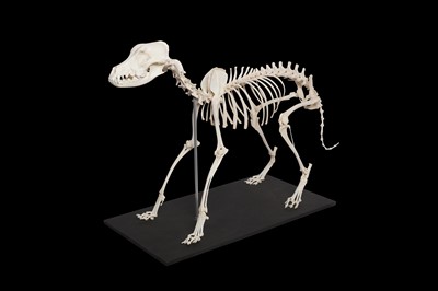Lot 151 - TAXIDERMY / OSTEOLOGY: ARTICULATED DOMESTIC DOG (CANIS FAMILIARIS) SKELETON