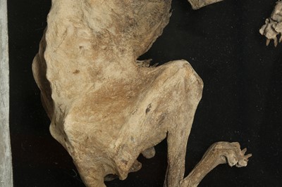 Lot 159 - AN UNUSUAL MUMMIFIED DOG, DISPLAYED IN METAL ‘COFFIN’