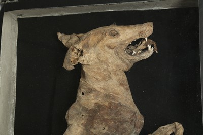 Lot 159 - AN UNUSUAL MUMMIFIED DOG, DISPLAYED IN METAL ‘COFFIN’