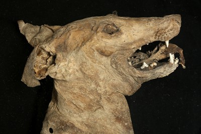 Lot 159 - AN UNUSUAL MUMMIFIED DOG, DISPLAYED IN METAL ‘COFFIN’