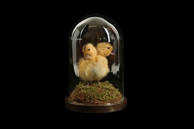 Lot 160 - TAXIDERMY: FREAK ‘TWO-HEADED DUCKLING’ GAFF IN GLASS DOME