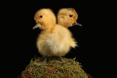 Lot 160 - TAXIDERMY: FREAK ‘TWO-HEADED DUCKLING’ GAFF IN GLASS DOME