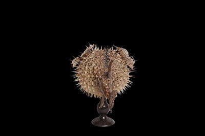 Lot 146 - TAXIDERMY: PORCUPINEFISH, AKA A PUFFERFISH OR BLOWFISH