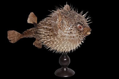 Lot 146 - TAXIDERMY: PORCUPINEFISH, AKA A PUFFERFISH OR BLOWFISH