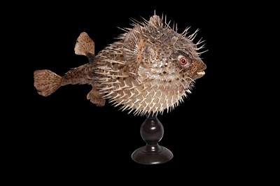 Lot 146 - TAXIDERMY: PORCUPINEFISH, AKA A PUFFERFISH OR BLOWFISH