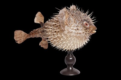 Lot 146 - TAXIDERMY: PORCUPINEFISH, AKA A PUFFERFISH OR BLOWFISH