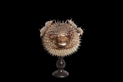 Lot 146 - TAXIDERMY: PORCUPINEFISH, AKA A PUFFERFISH OR BLOWFISH