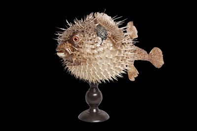 Lot 146 - TAXIDERMY: PORCUPINEFISH, AKA A PUFFERFISH OR BLOWFISH