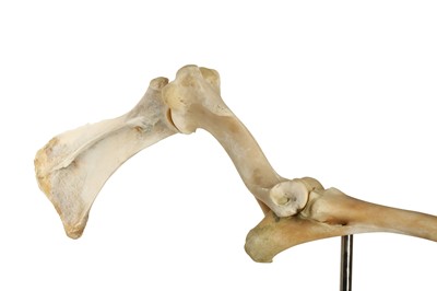 Lot 193 - TAXIDERMY / OSTEOLOGY: PAIR OF HORSE SKELETAL LEGS ON STANDS