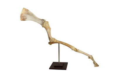 Lot 193 - TAXIDERMY / OSTEOLOGY: PAIR OF HORSE SKELETAL LEGS ON STANDS