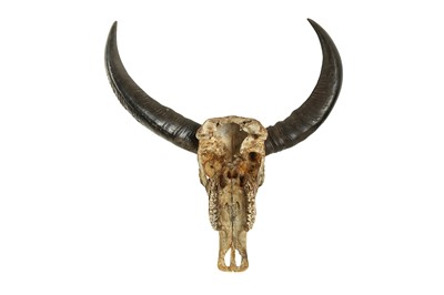 Lot 30 - AN AMERICAN CARVED COW SKULL WITH HORNS