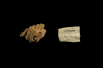 Lot 288 - A FOSSILIZED MAMMOTH TOOTH TOGETHER WITH A FOSSIL OF A SECTION OF JAW