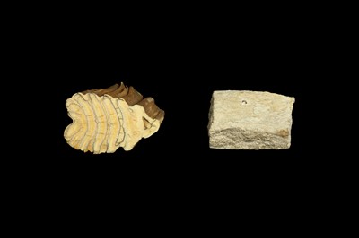 Lot 288 - A FOSSILIZED MAMMOTH TOOTH TOGETHER WITH A FOSSIL OF A SECTION OF JAW