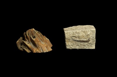 Lot 288 - A FOSSILIZED MAMMOTH TOOTH TOGETHER WITH A FOSSIL OF A SECTION OF JAW