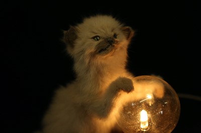 Lot 91 - A TAXIDERMY KITTEN LAMP BY ANDRE ROBOLOBAVICH