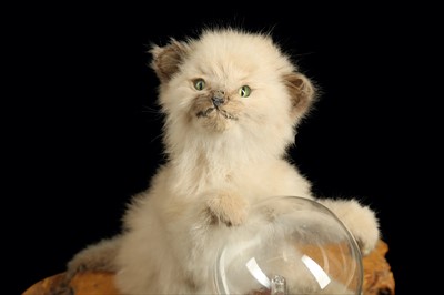 Lot 91 - A TAXIDERMY KITTEN LAMP BY ANDRE ROBOLOBAVICH
