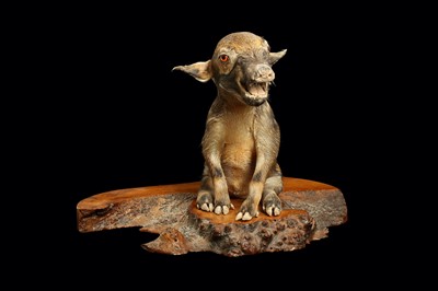 Lot 92 - A TAXIDERMY RED RIVER HOG PIGLET BY ANDRE ROBOLOBAVICH