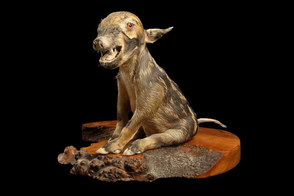 Lot 92 - A TAXIDERMY RED RIVER HOG PIGLET BY ANDRE ROBOLOBAVICH