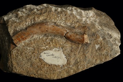 Lot 263 - A FOSSILISED BONE