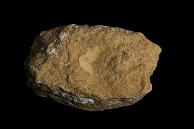 Lot 263 - A FOSSILISED BONE