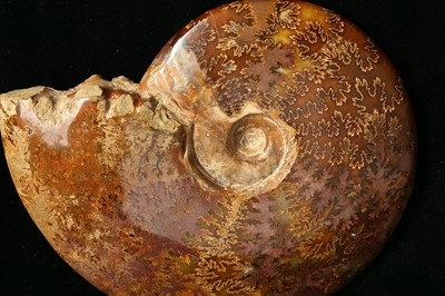 Lot 260 - A POLISHED AMMONITE