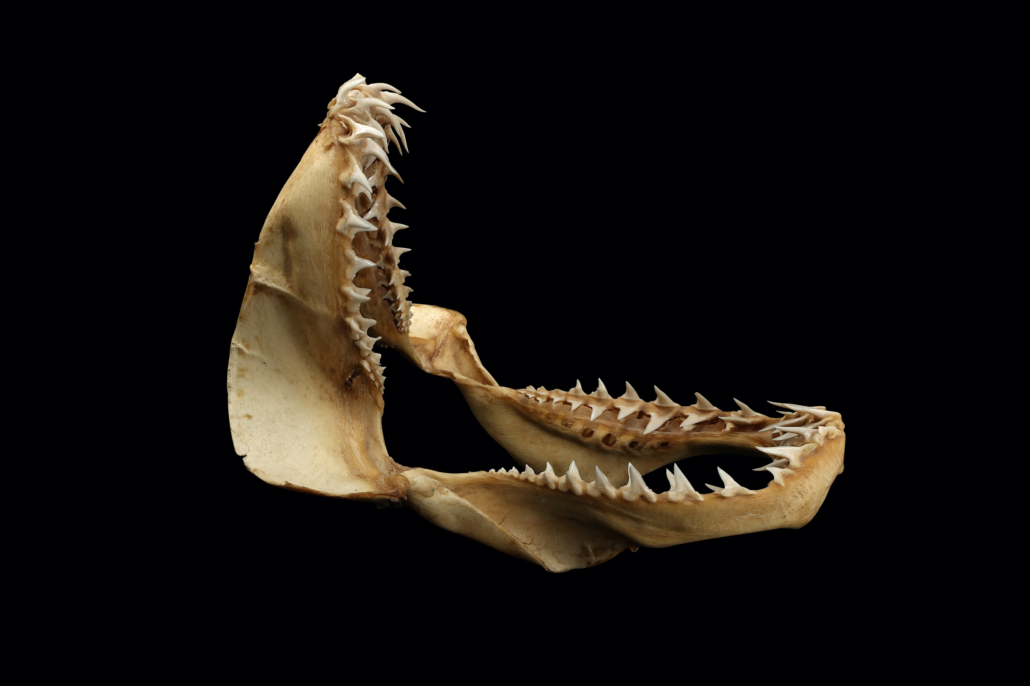 shark mouth bone